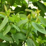 Kratom and Sleep: Could It Aid in Better Rest?