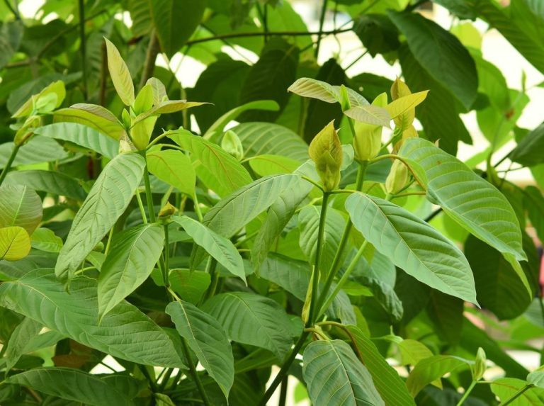 Kratom and Sleep: Could It Aid in Better Rest?