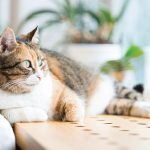 Understanding the Benefits of CBD Oil for Cats